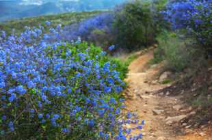 Wild Lilac-8586.jpg Wild Lilac-8586.jpg